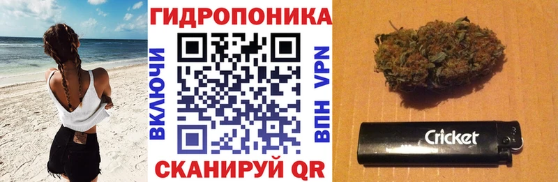 Канабис сатива  Сосенский 